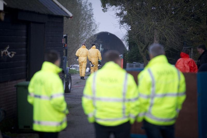 Bird Flu Detected At Dutch Farm 168000 Chickens To Be Culled