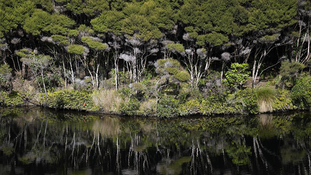 NZ to review emission trading scheme forestry component