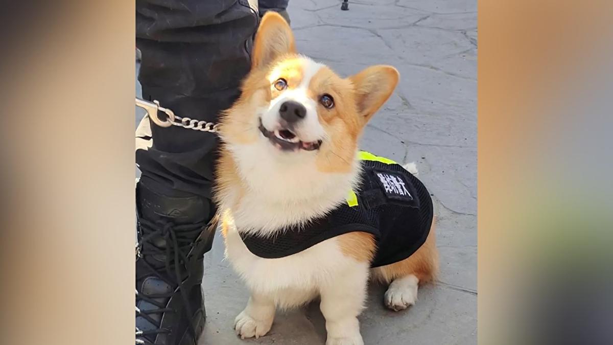 Meet China's first corgi police dog