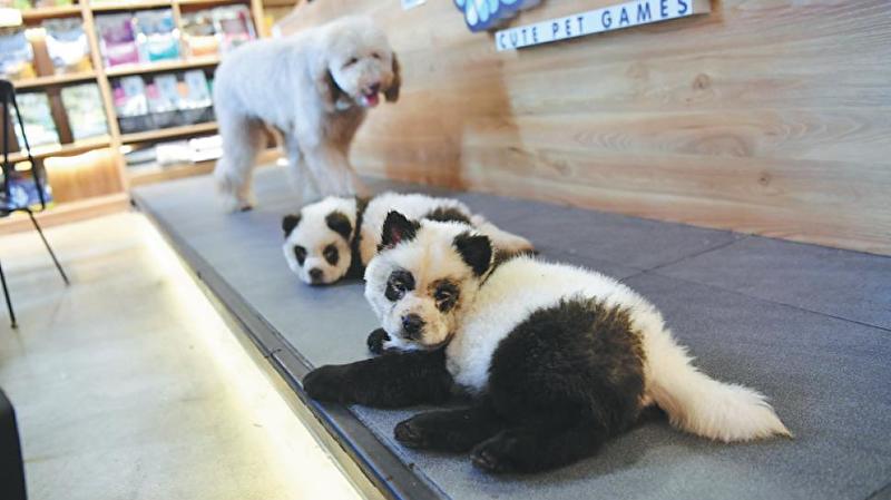 Panda dogs' give pause for thought
