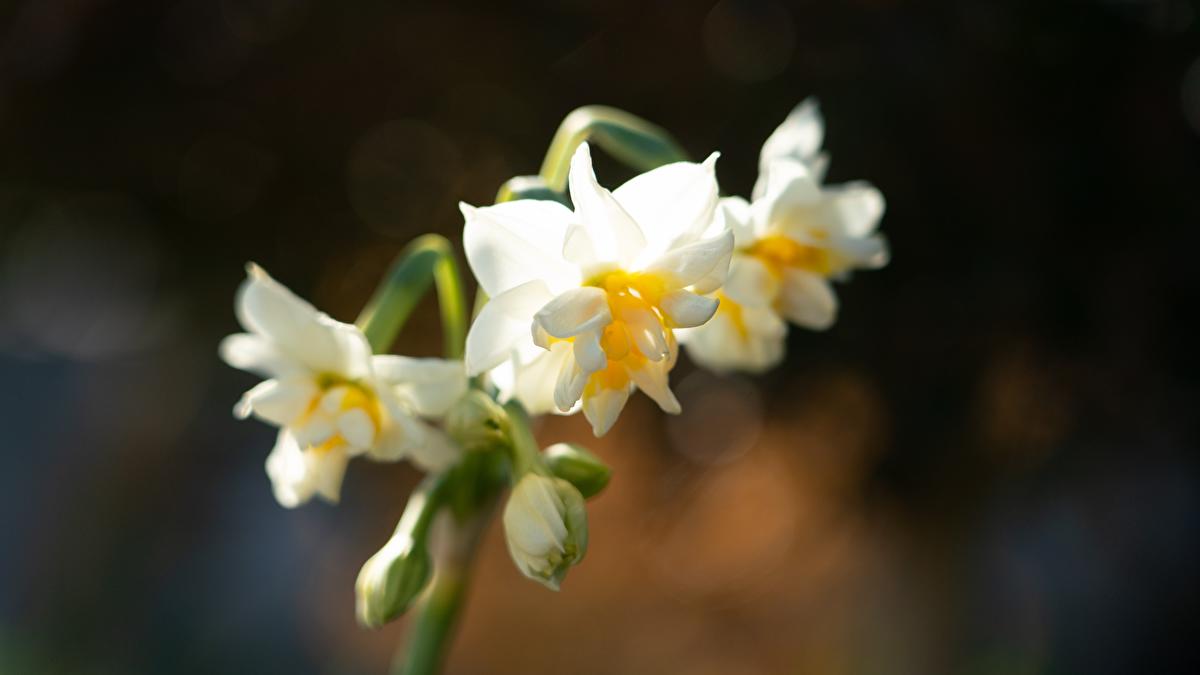 Chinese gold daffodil selling art - certified real gold